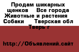 Продам шикарных щенков  - Все города Животные и растения » Собаки   . Тверская обл.,Тверь г.